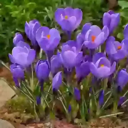 Flower Record